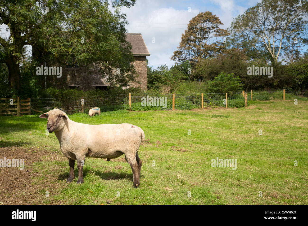 Dorset Down Ram; ovinos; UK Foto de stock