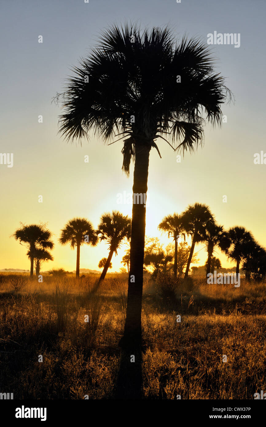 Sabal palms en los prados al atardecer, Kissimmee Prairie Preserve State Park, Florida, EE.UU. Foto de stock