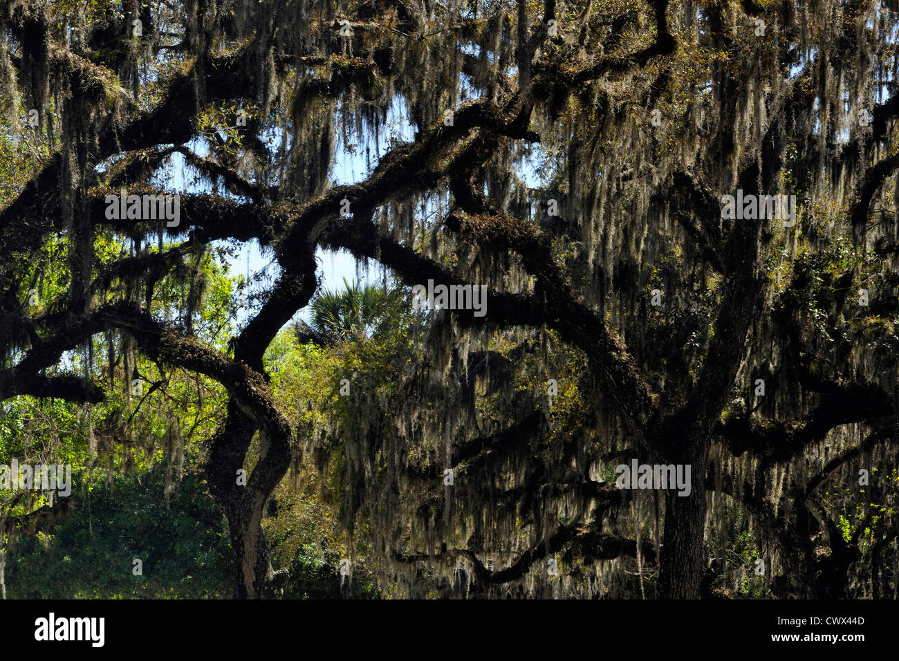 Live Oak árboles y musgo español, Myakka River State Park, Florida, EE.UU. Foto de stock