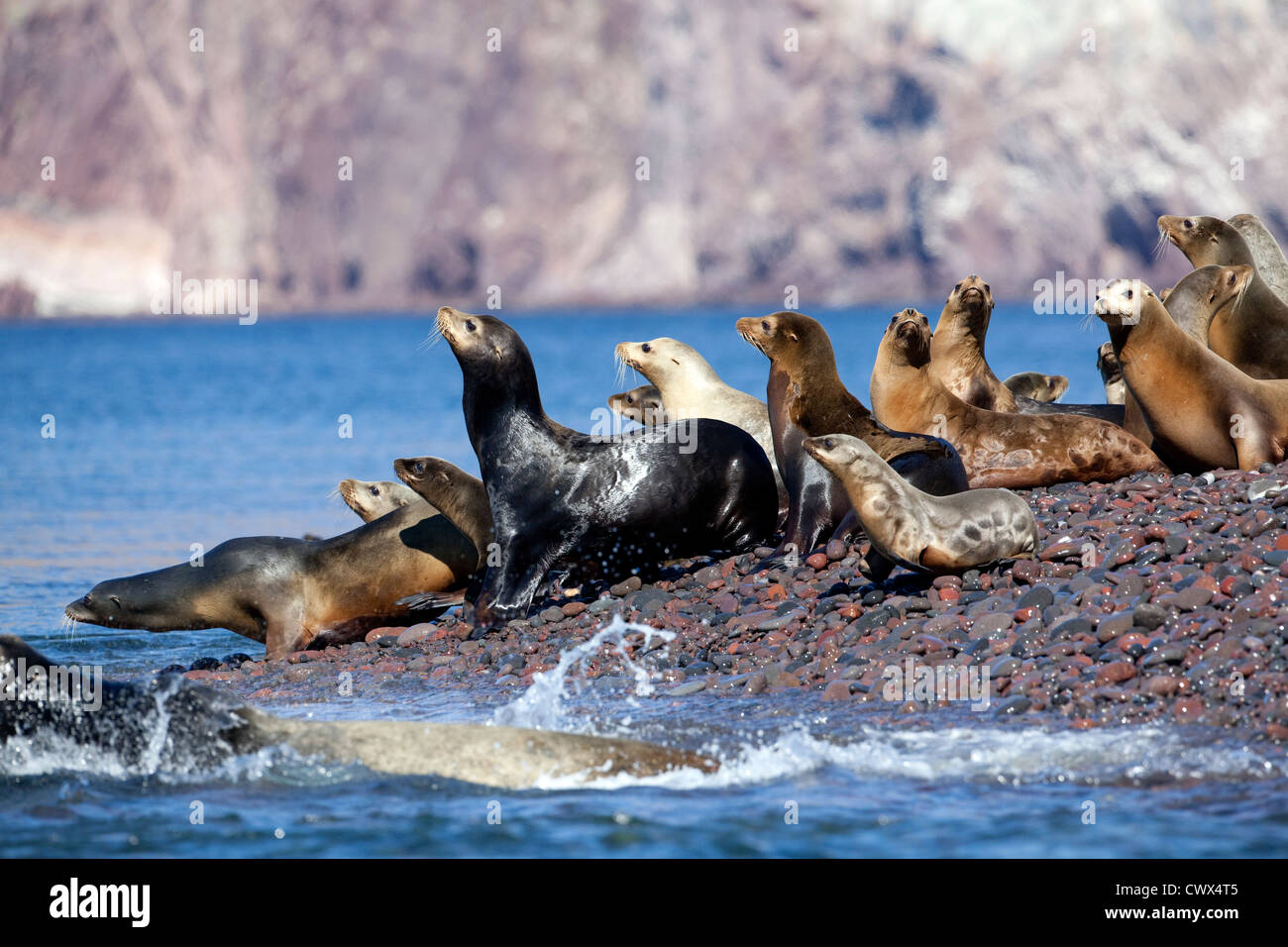 Lobos marinos de California (Zalophus californianus) reposan sobre las rocas en Bahía Kino, México. Foto de stock