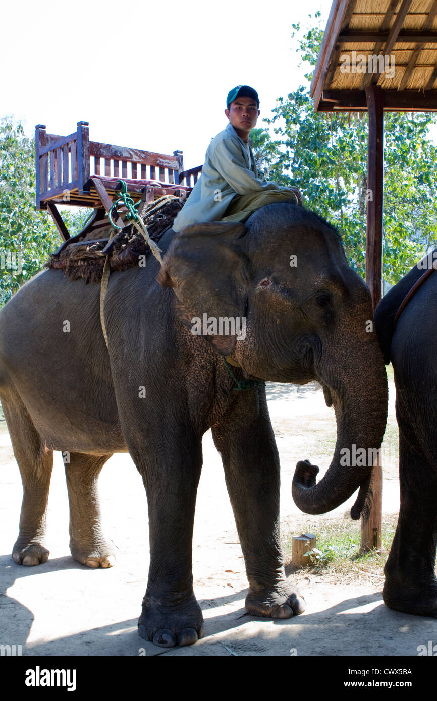 Paseos en elefante en el campamento de elefantes en las colinas de rural Laung Prabang, Laos, República Democrática Popular Lao, Sudeste de Asia Foto de stock