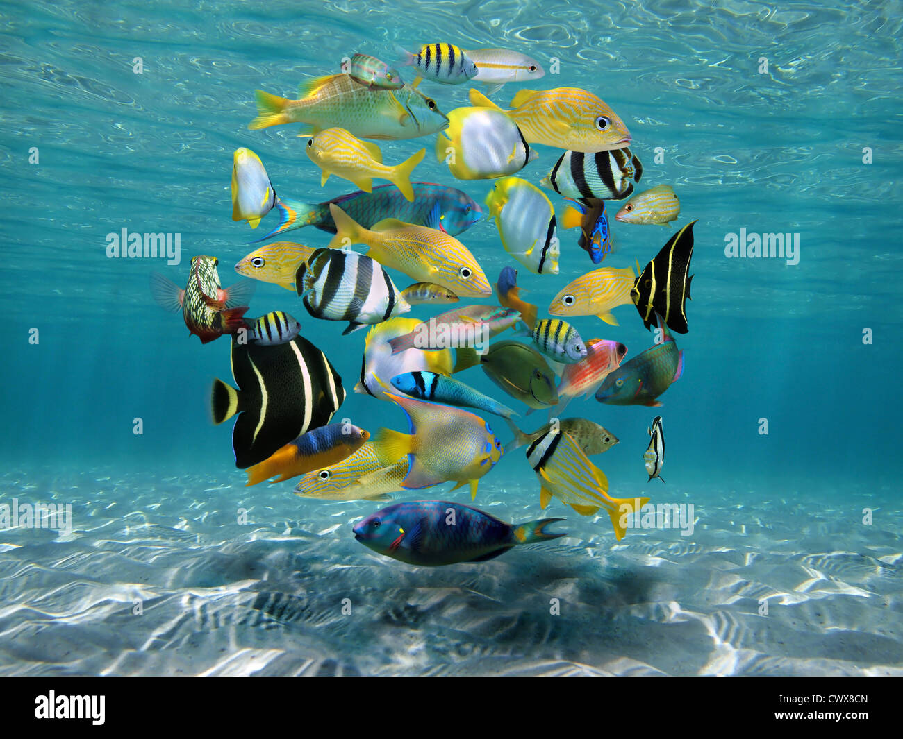 Shoal de coloridos peces tropicales agrupados en forma de círculo (compuesto digitalmente) bajo el agua entre el fondo marino arenoso y la superficie del agua, mar Caribe Foto de stock