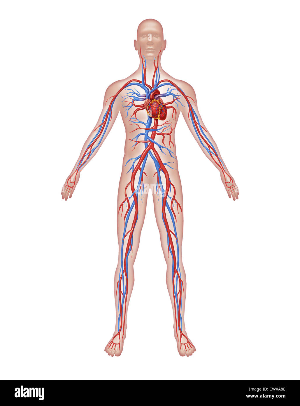 Derechos de circulación y sistema cardiovascular anatomía del corazón con un cuerpo sano aislado sobre fondo blanco como símbolo de la atención médica de un órgano vascular interior como un hospital médico como médico símbolo gráfico. Foto de stock