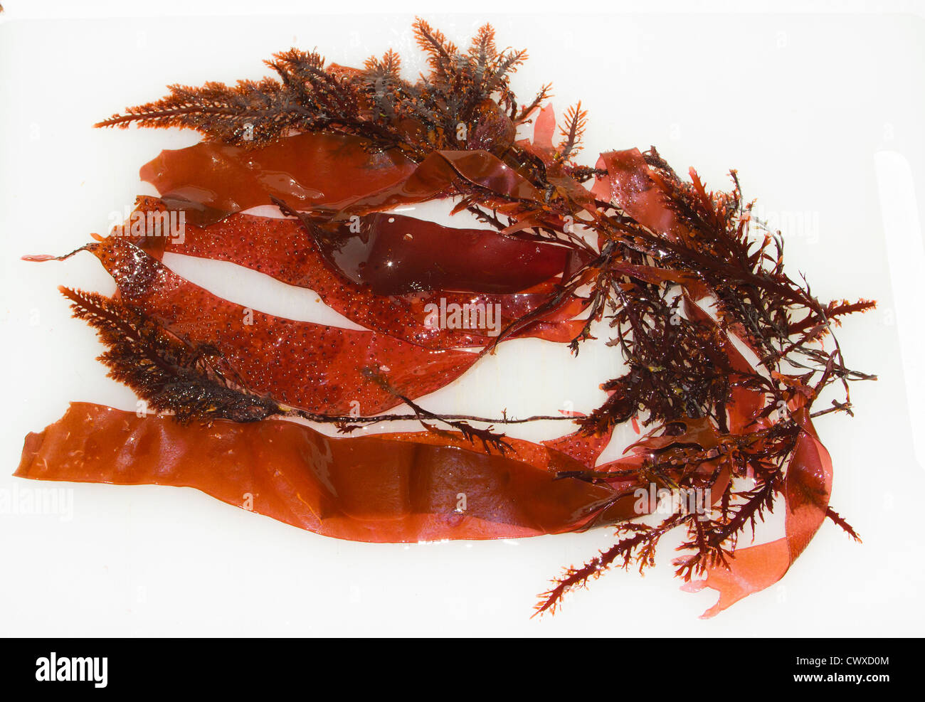 Algas marinas: kelp. Foto de stock