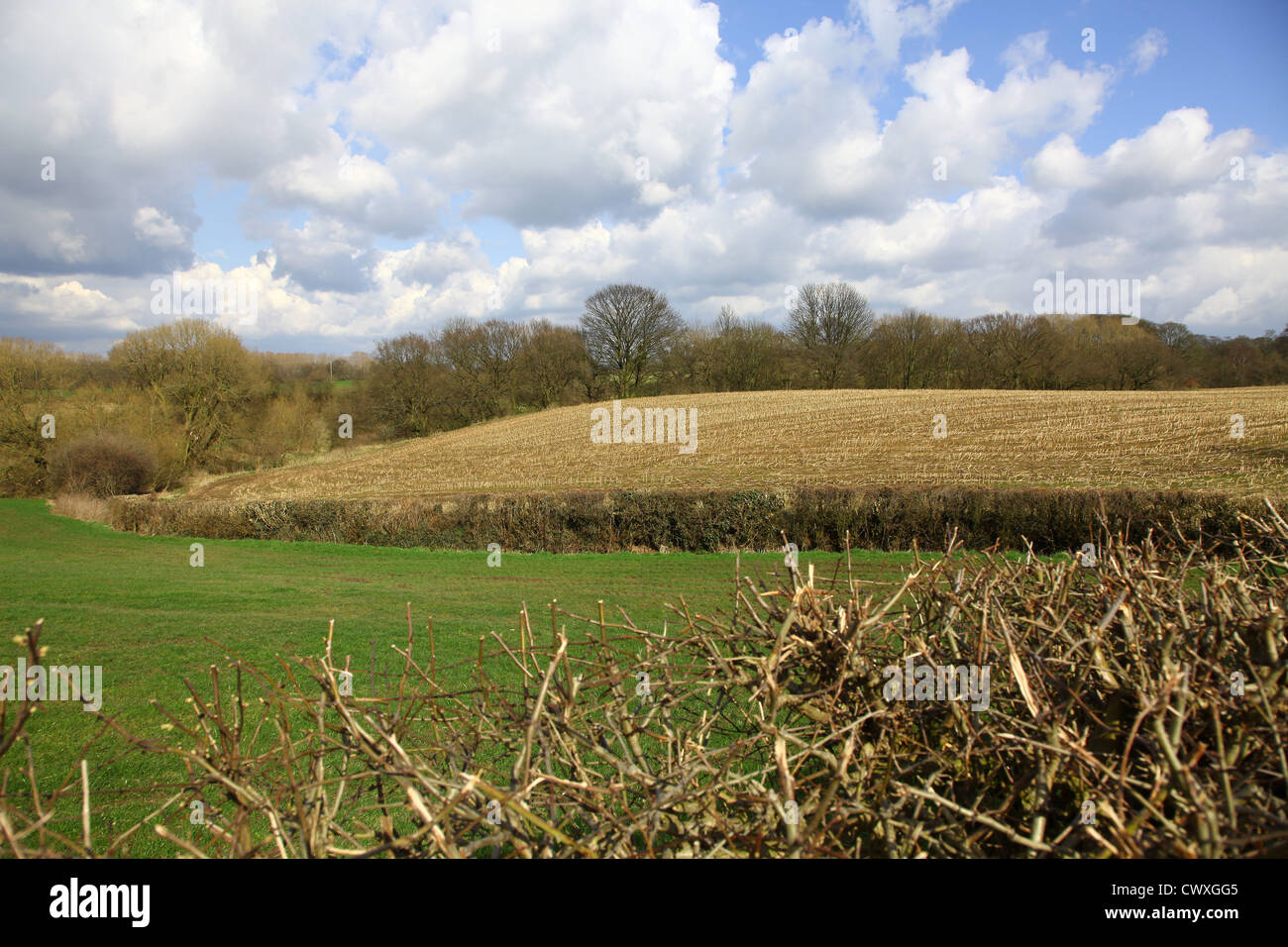 Rastrojo en el campo con vistas al campo abierto cerca de a. Iglesia Lawton y Rode Heath Cheshire Inglaterra Reino Unido en un soleado invierno a principios del día de primavera Foto de stock