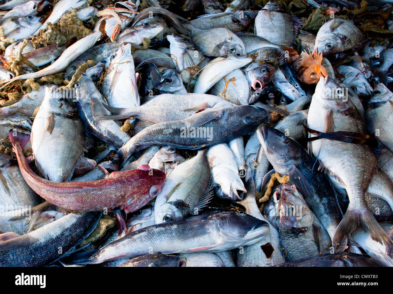 Lance de red de arrastre en un arrastrero de pesca comercial: Azul bacalao, bacalao, Tarakihi rojo. Foto de stock