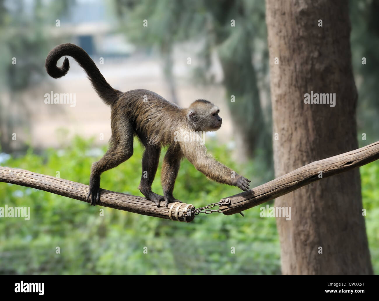 Descubrir 40+ imagen mono con cola larga ropa