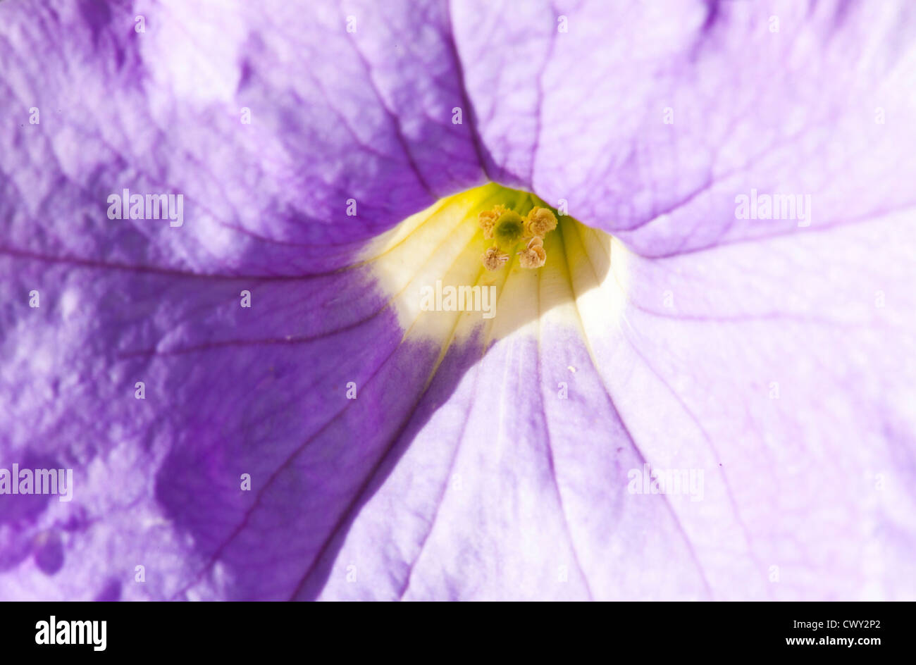 Begonia flores. Foto de stock