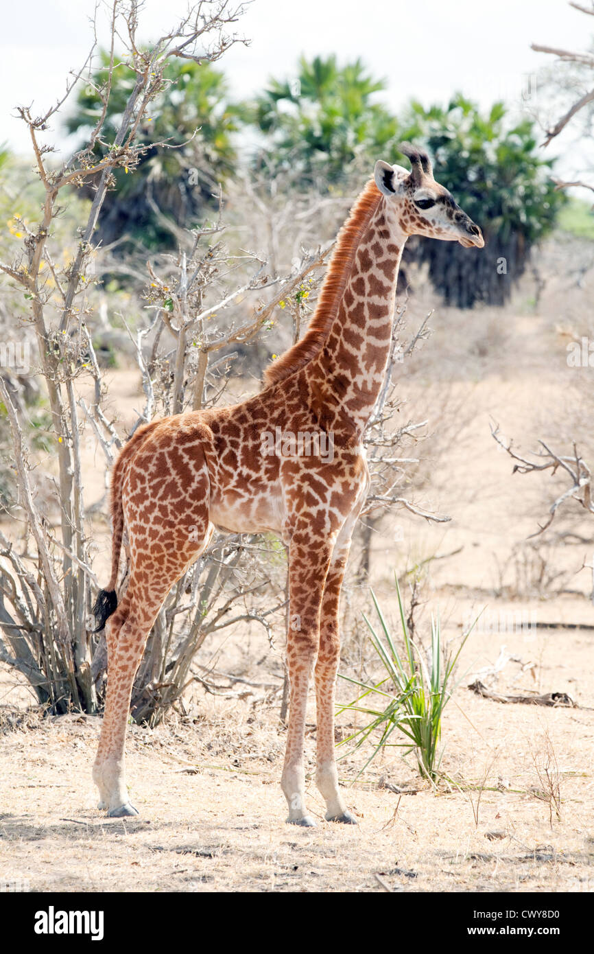 Joven masai jirafa bebé ( Giraffa camelopardalis tippelskirchii ), vista lateral, la Reserva de Caza Selous África Tanzania Foto de stock