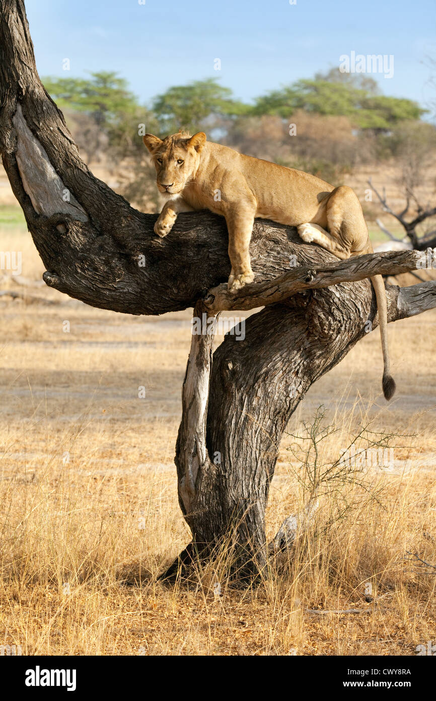León (Panthera leo) en un árbol, la Reserva de Caza Selous, Tanzania, África Foto de stock