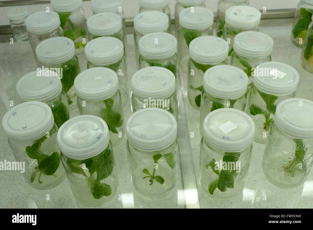 Cultivo de tejidos vegetales Fotografía de stock Alamy