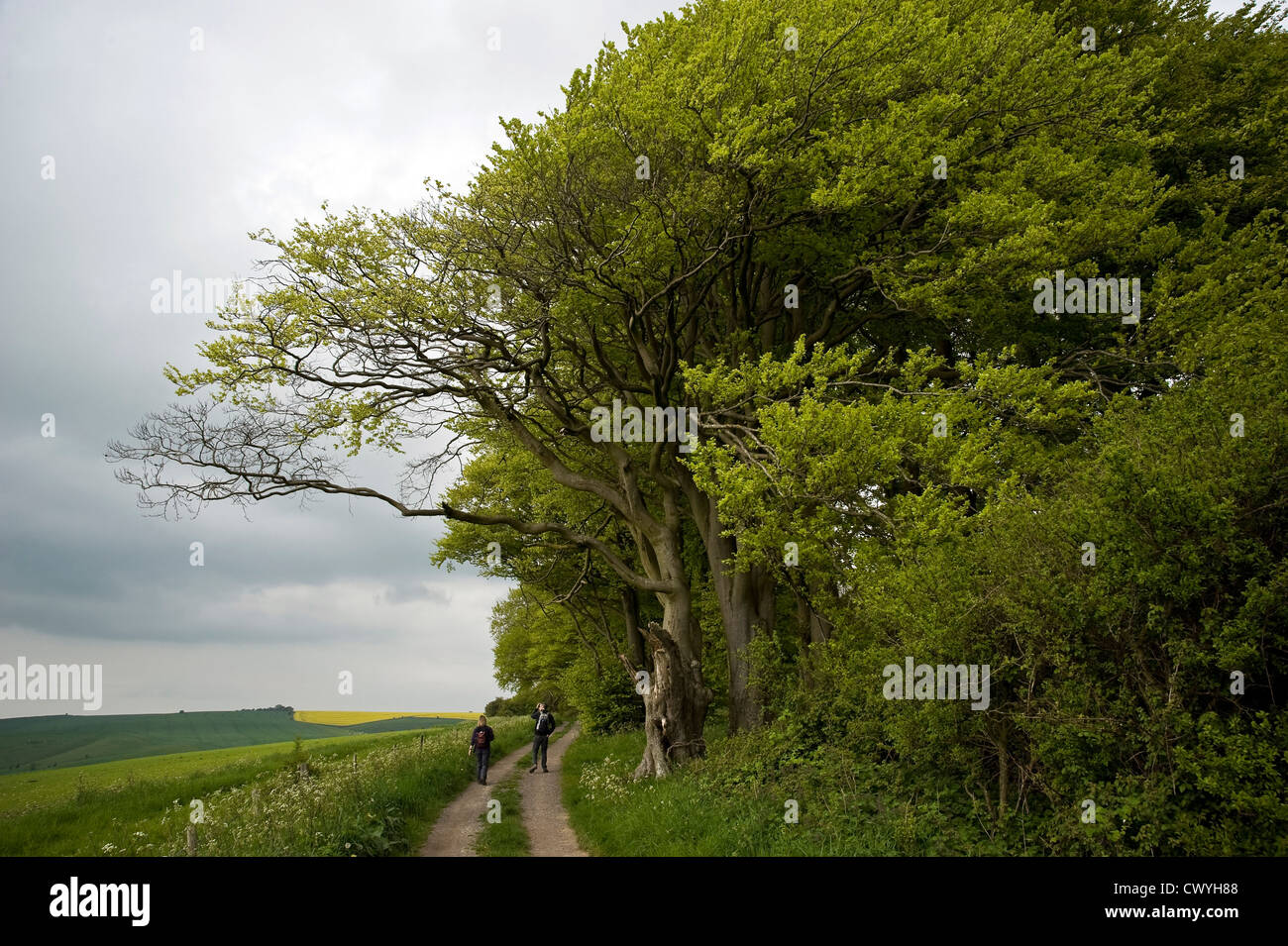 Antiguos hayedos en el Ridgeway ruta de larga distancia cerca de Liddington Hill, Wiltshire, UK Foto de stock