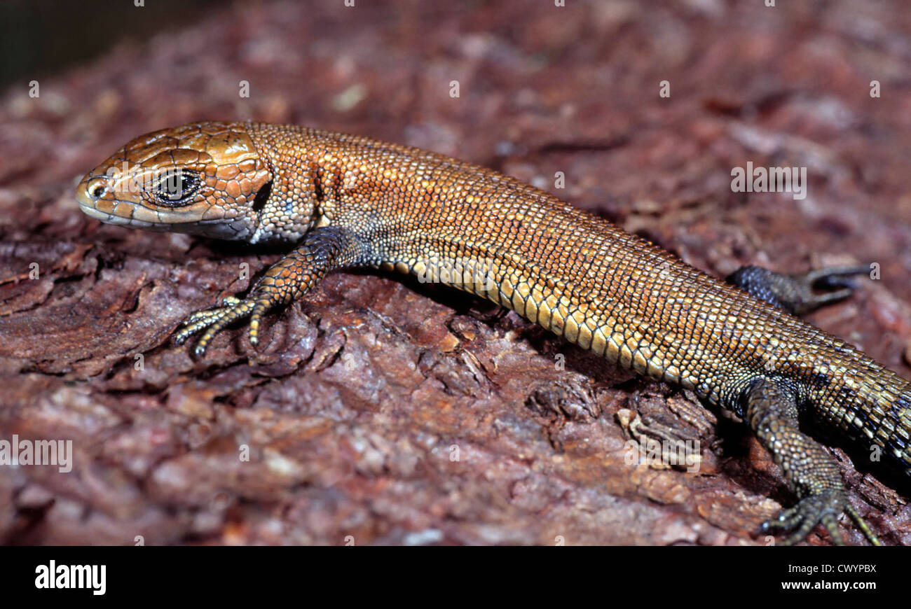 Lagarto ovíparos (Zootoca vivipara) Foto de stock