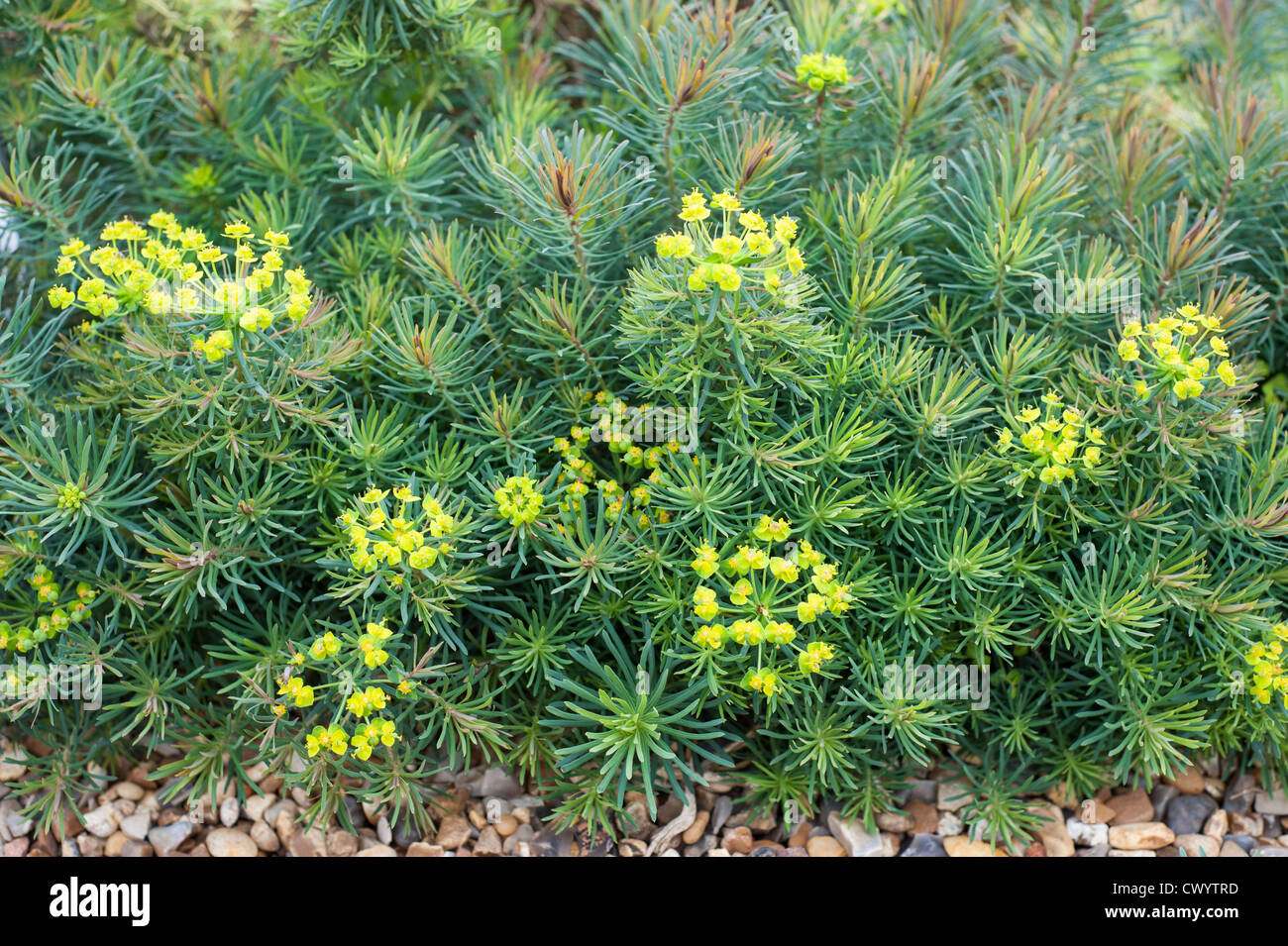 Euphorbia, 'fens ruby" Foto de stock