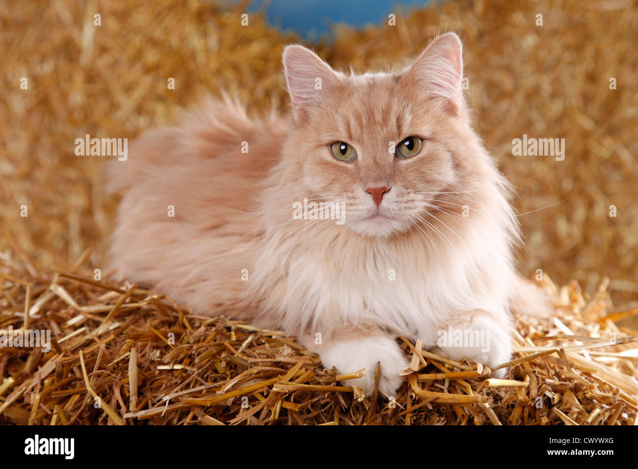 Gato siberiano en paja Foto de stock