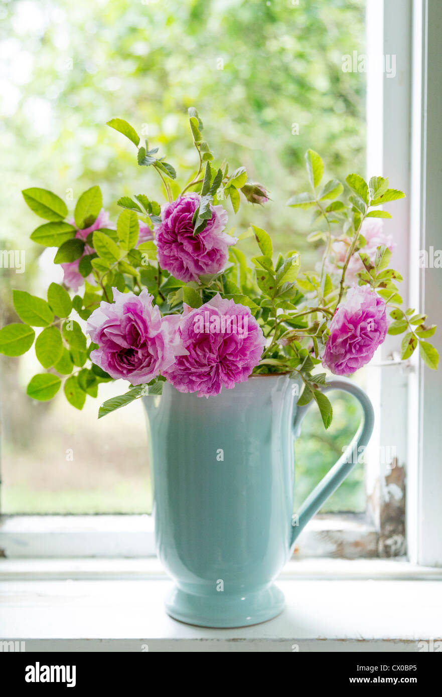 Rosa rosas en una jarra azul / jarrón en el alféizar de la ventana de una cabaña rústica Foto de stock