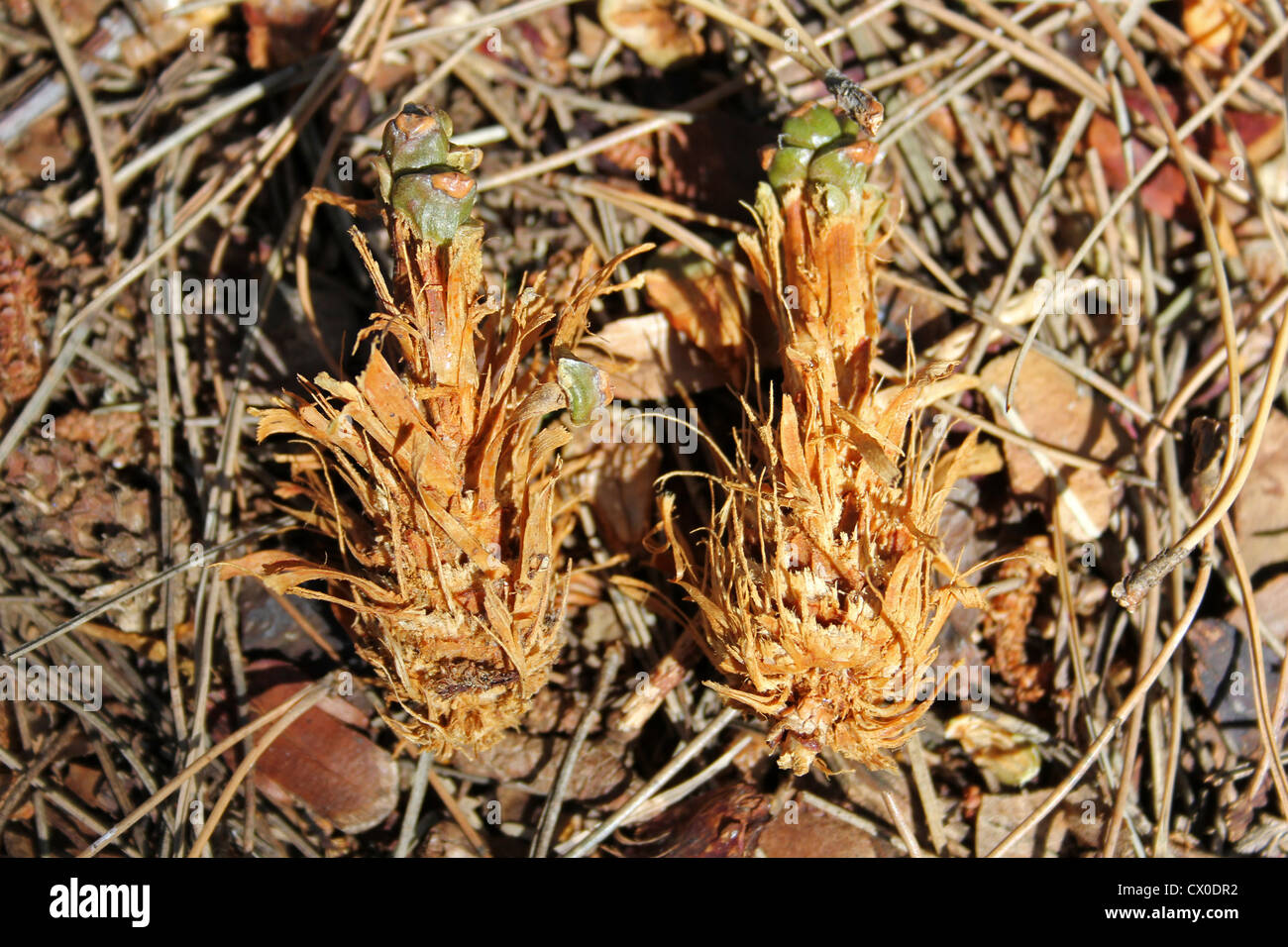 Los conos de pino comidos por ardilla roja Sciurus vulgaris Foto de stock