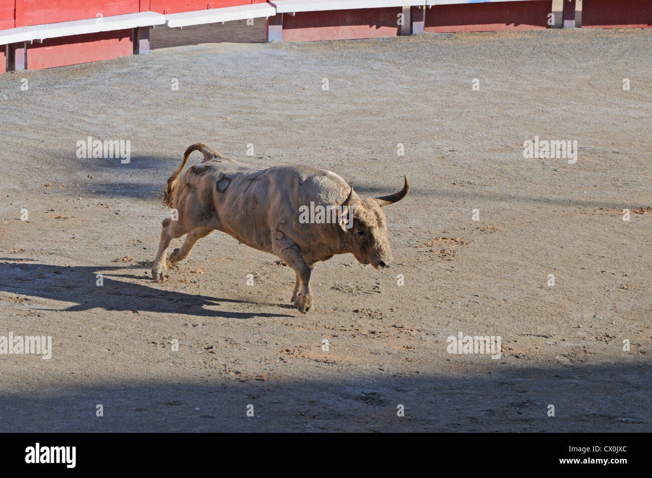 Toro enojado empezando un cargo durante la corrida corrida en la arena romana Arles Francia Foto de stock