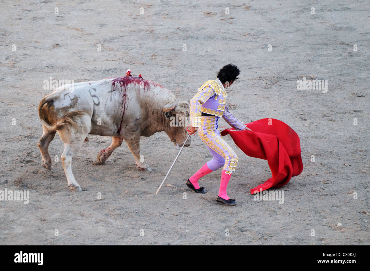 Matador con la espada y el capote rojo pequeño o muleta controla toro de corrida toros en arena romana Arles Francia Foto de stock