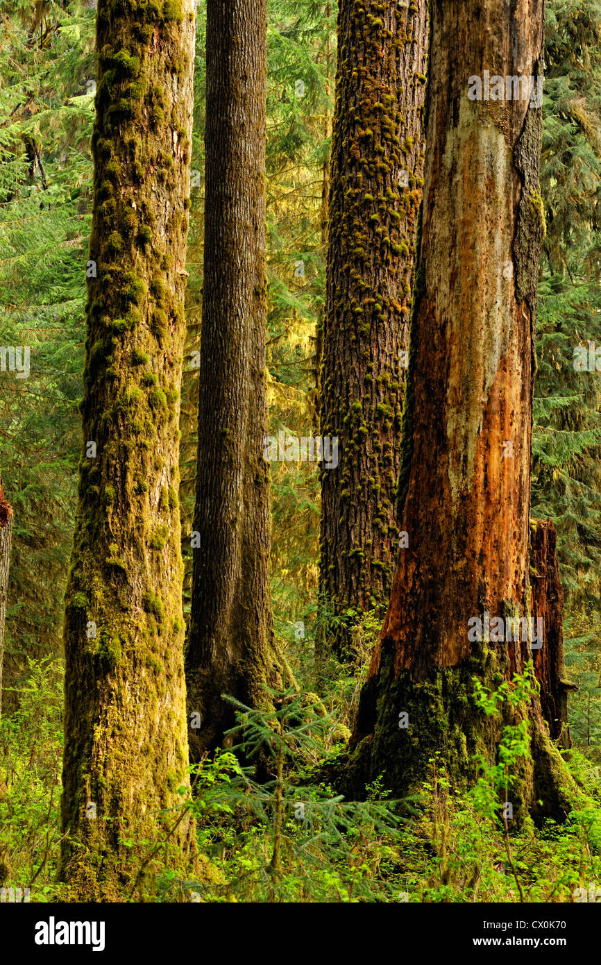 El abeto de Douglas (Pseudotsuga menziesi) los troncos de los árboles en el bosque, el Parque Nacional Olímpico Hoh Rainforest, Washington, EE.UU. Foto de stock