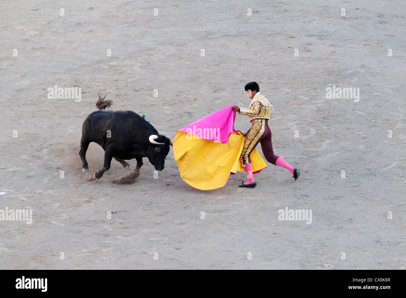 Enojado toro negro cargando cabo del matador en la corrida de toros arena romana Arles Francia Foto de stock