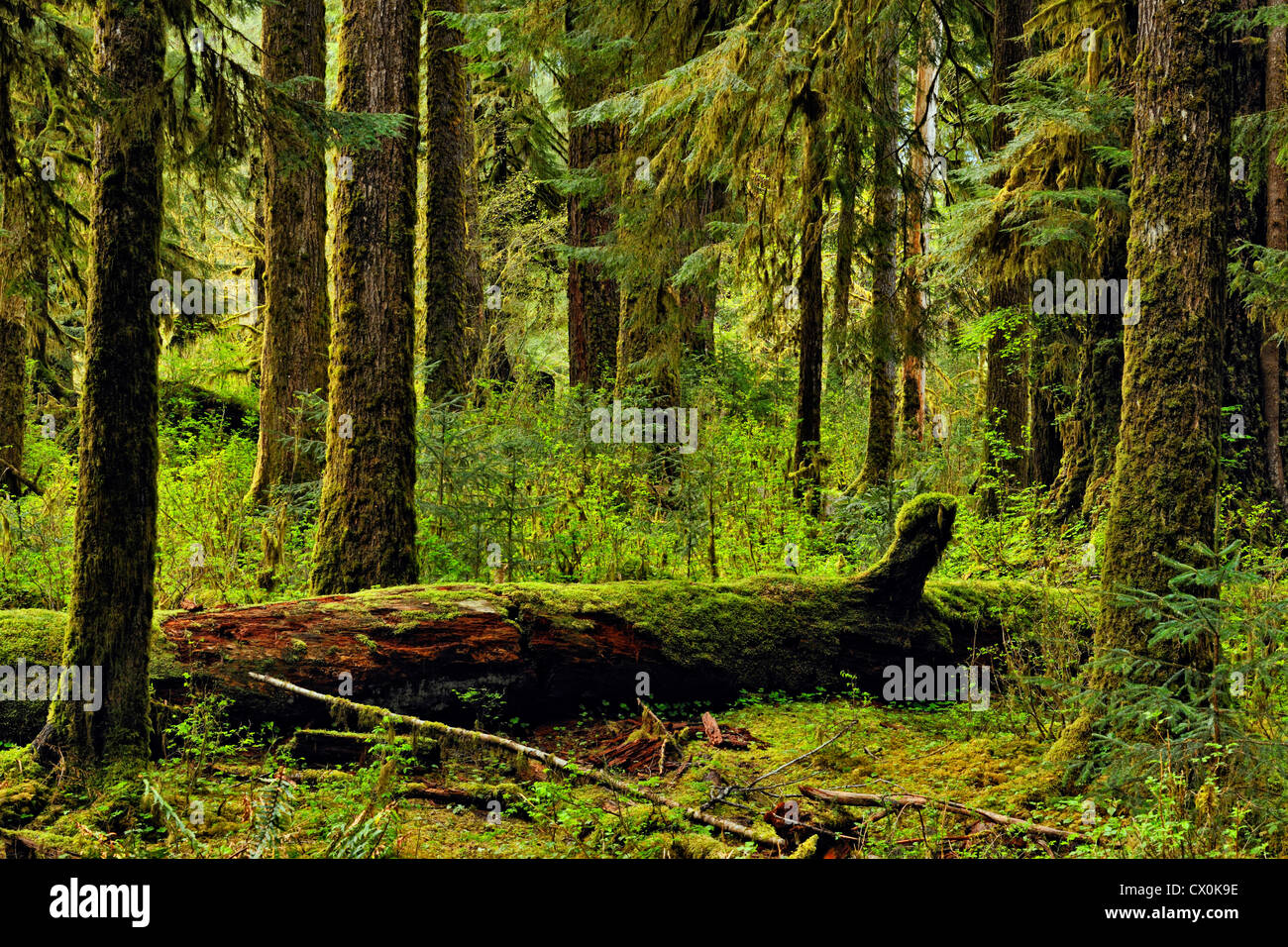 El abeto de Douglas (Pseudotsuga menziesi) los troncos de los árboles en el bosque, el Parque Nacional Olímpico Hoh Rainforest, Washington, EE.UU. Foto de stock