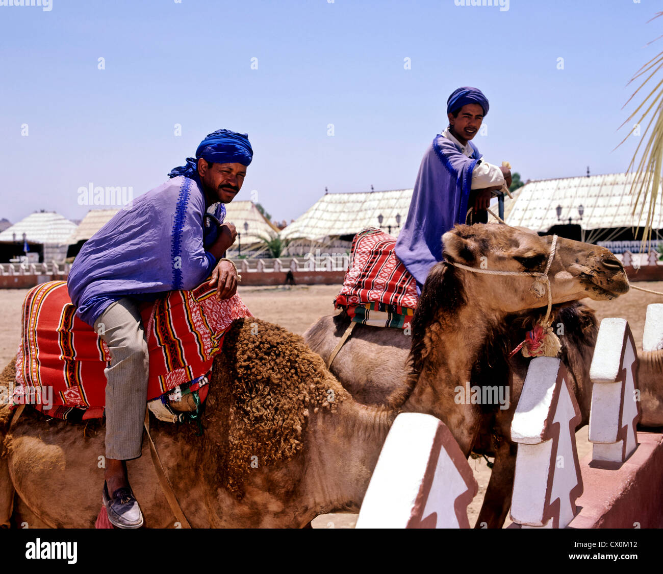 8179. Los jinetes de camellos en la fantasia, Marrakech, Marruecos Foto de stock