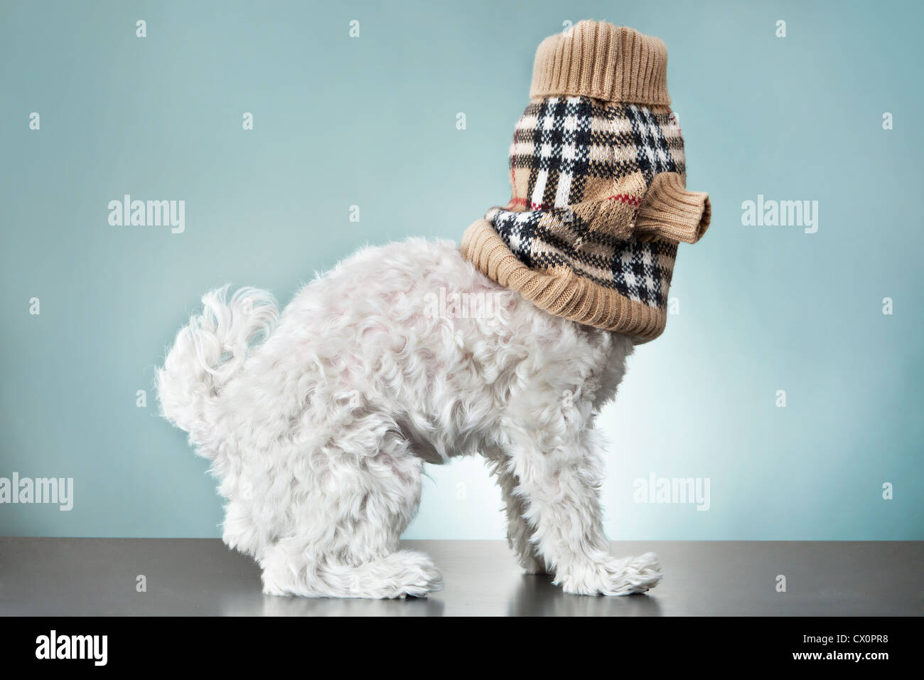 Vista lateral del perro maltés blancas mullidas con accesorio de lana tartán cubriendo la cabeza Foto de stock