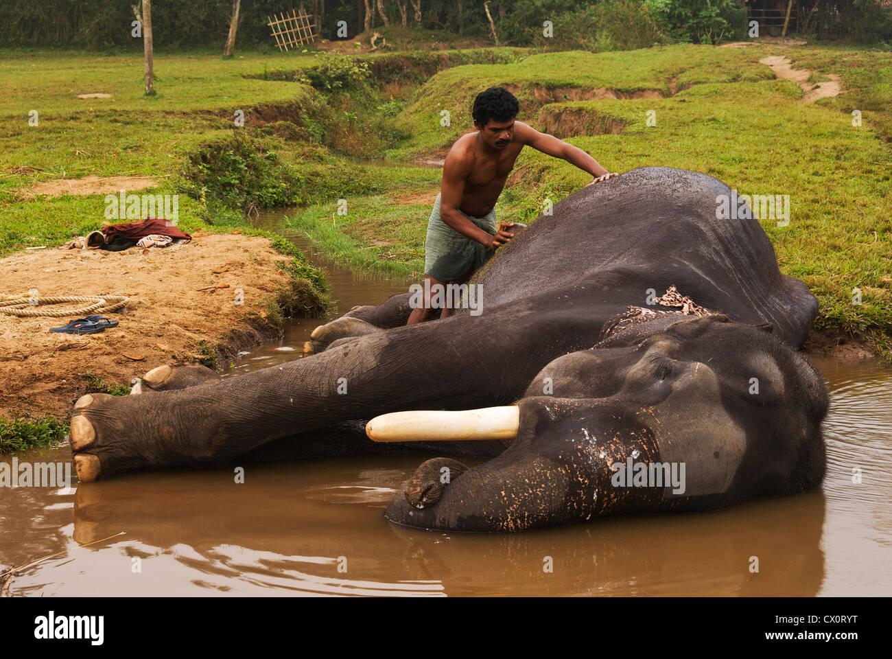 Elk201-3702 India, Kerala, Periyar Kumily, mahout lavando elefante Foto de stock
