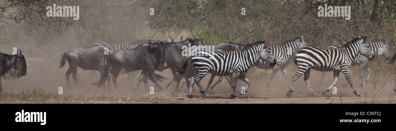 Cebras y ñus durante la gran migración en el Parque nacional Serengeti, Tanzania. Foto de stock