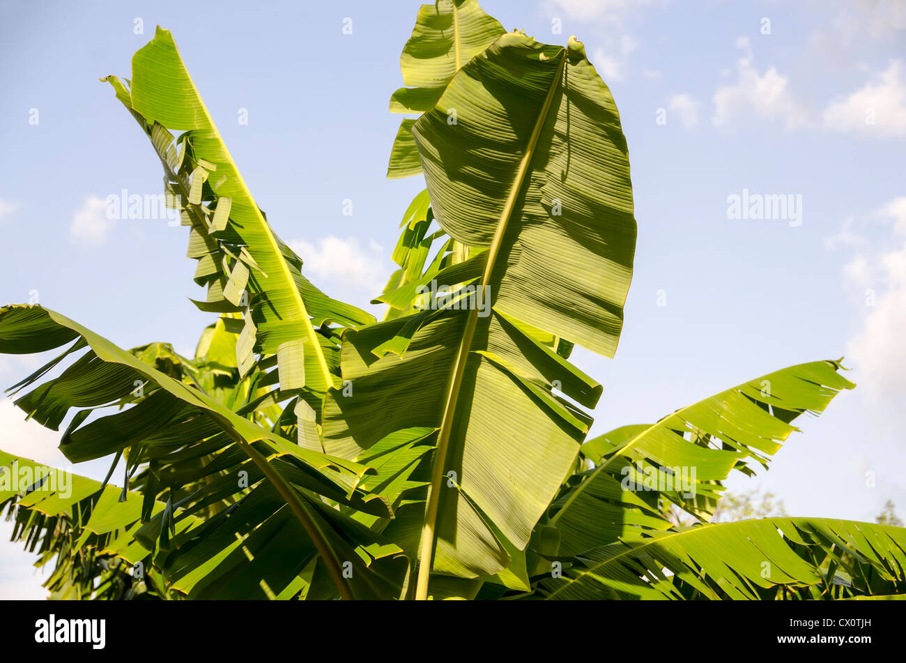 Closeup hojas de plátano verde contra el cielo azul nadie wop Foto de stock