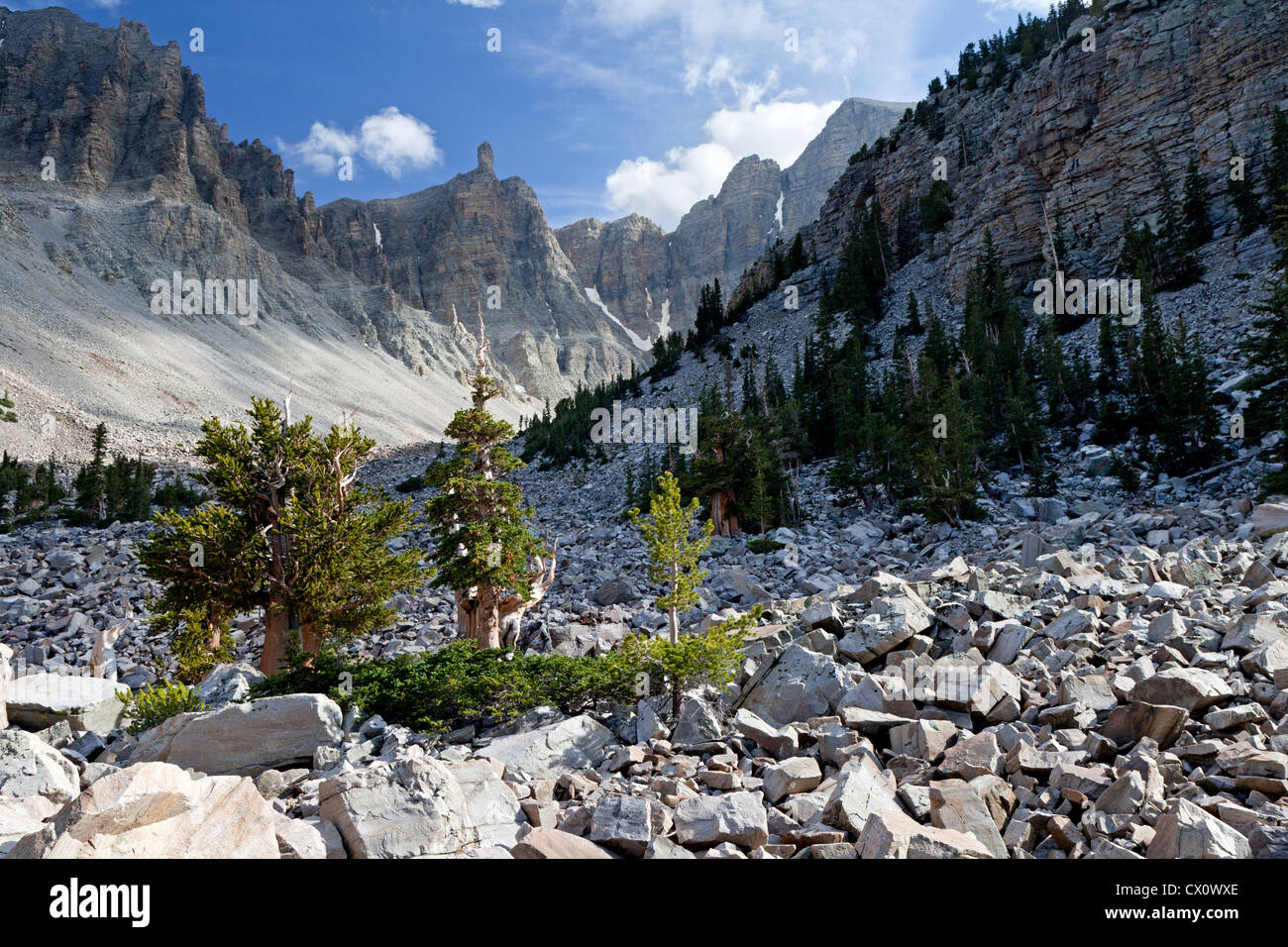 Los pinos bristlecone permanecer entre el astrágalo debajo de Wheeler Peak en Great Basin National Park. Foto de stock