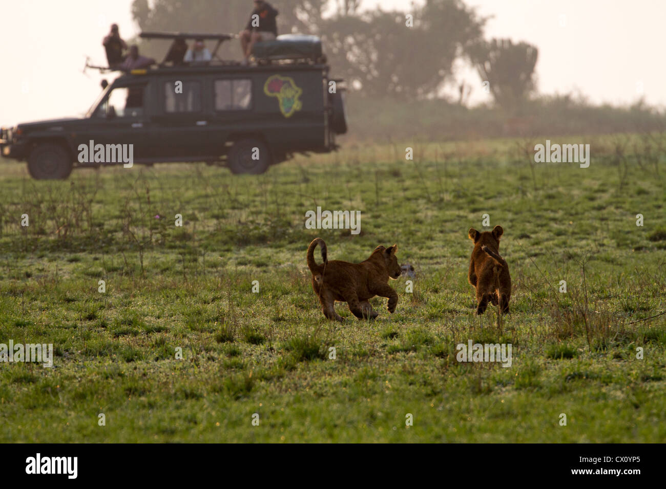 Dos cachorros de león (Panthera leo) jugando cerca de un vehículo de safari con telemetría, seguimiento del equipo, el Parque Nacional Queen Elizabeth Foto de stock