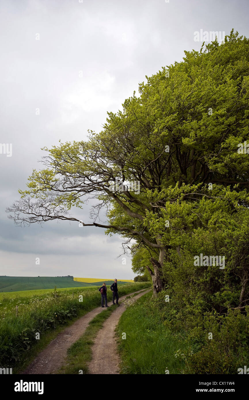 Antiguos hayedos en el Ridgeway ruta de larga distancia cerca de Liddington Hill, Wiltshire, UK Foto de stock