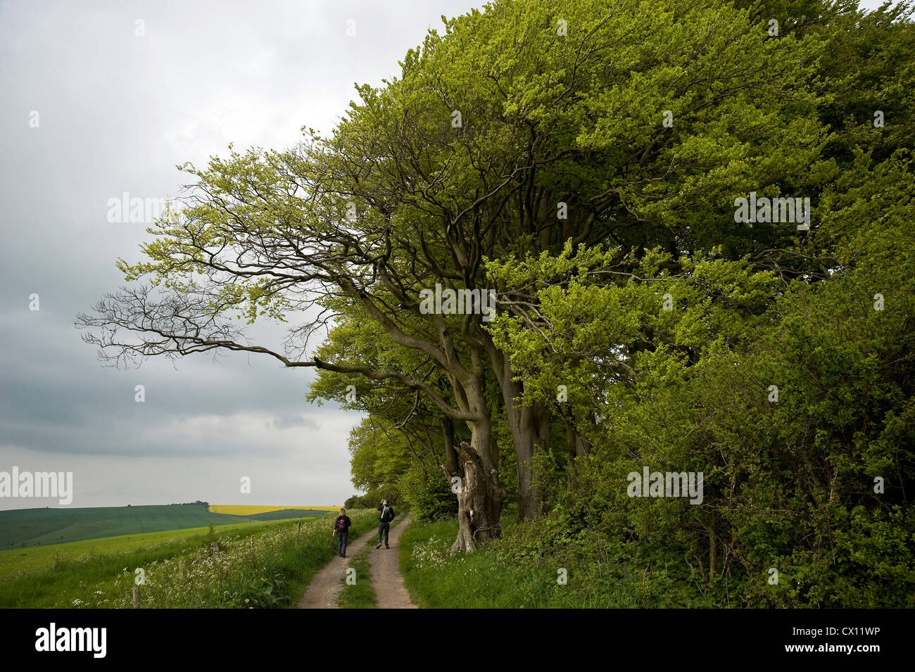 Antiguos hayedos en el Ridgeway ruta de larga distancia cerca de Liddington Hill, Wiltshire, UK Foto de stock