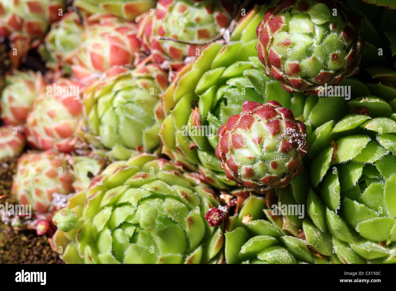 Plantas suculentas del género Sempervivum, también conocido como gallinas y polluelos. Foto de stock