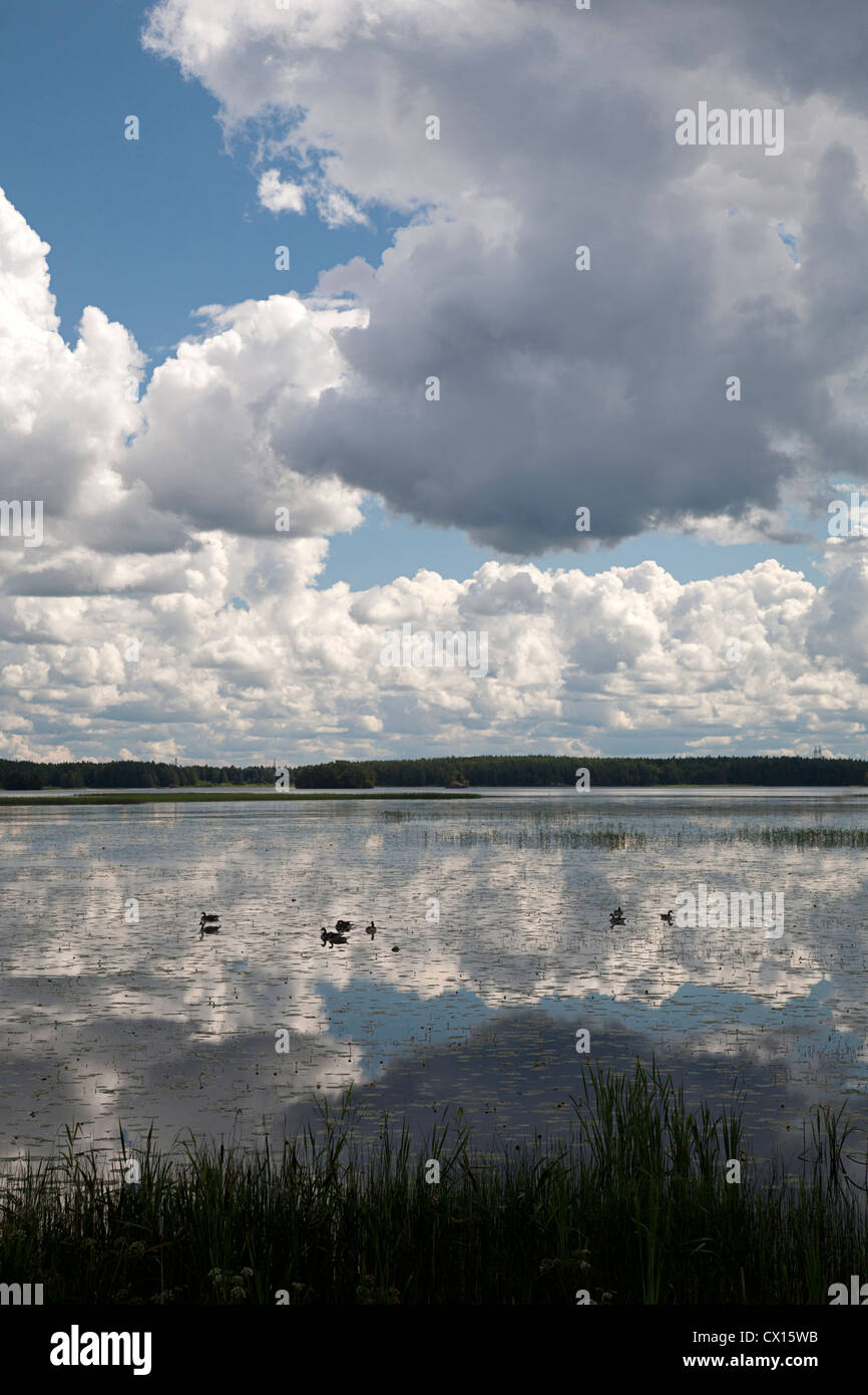 Cielo nublado reflejando en el lago Sueco Hedesunda Fjärden, algunos gansos canadienses delante; Gasterikland, Suecia Foto de stock
