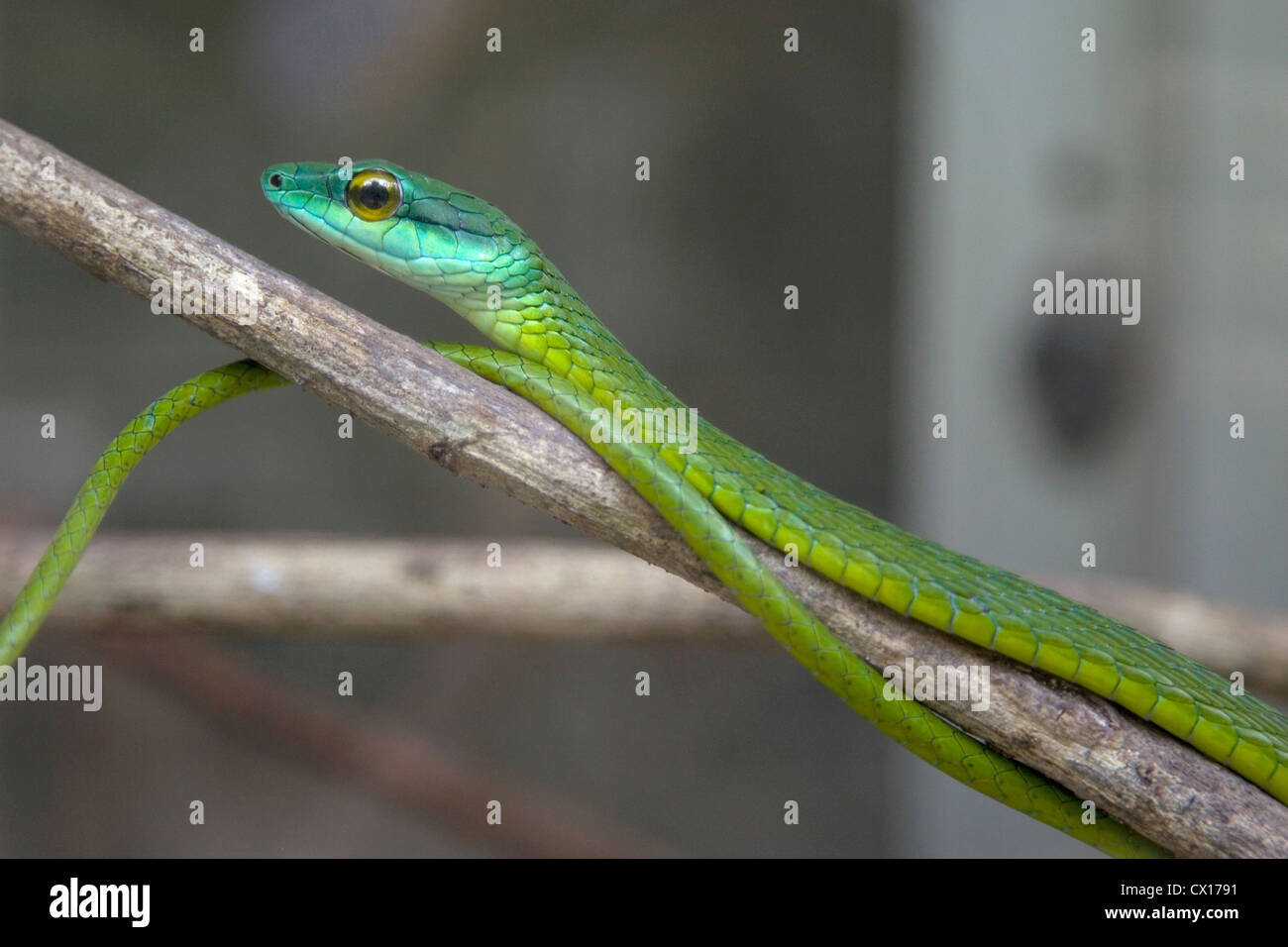 Green Tree Snake esperando en una rama, Costa Rica. Foto de stock