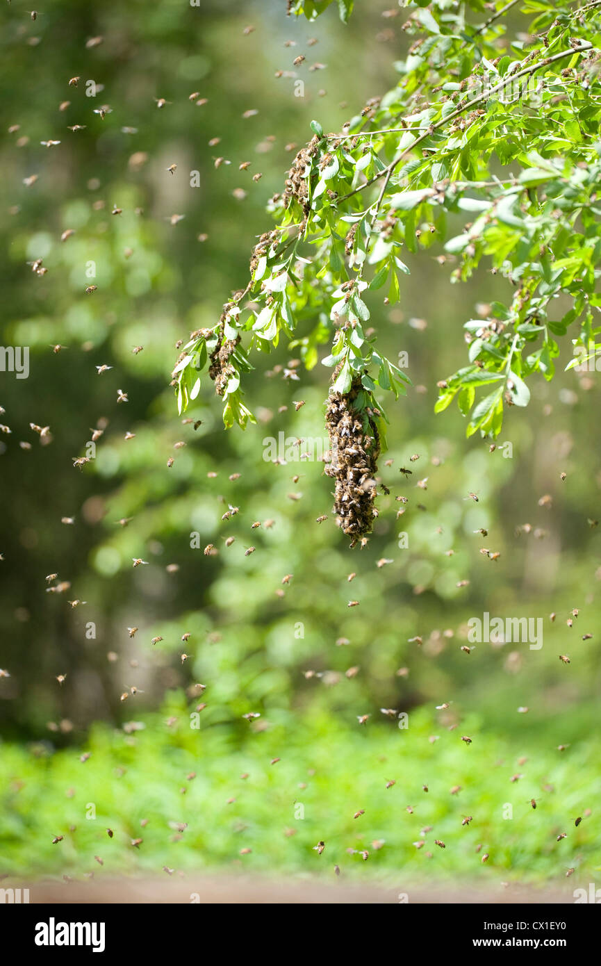 Enjambres de Abejas de miel en la rama del árbol cercano de colmena Apis mellifera Kent UK Foto de stock