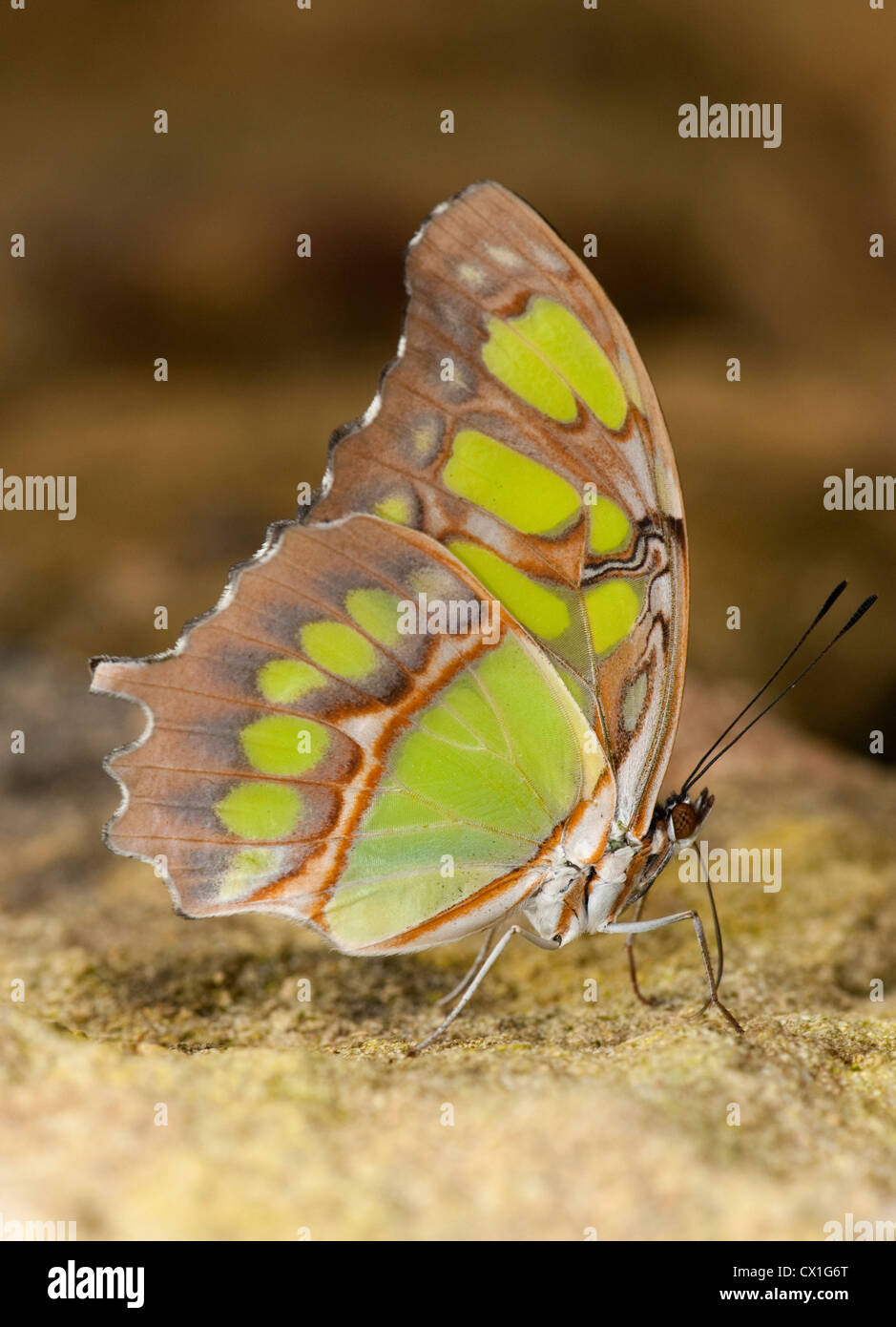 Mariposa de Malaquita Siproeta stelenes Sudamérica vista lateral de las alas de color marrón y verde Foto de stock