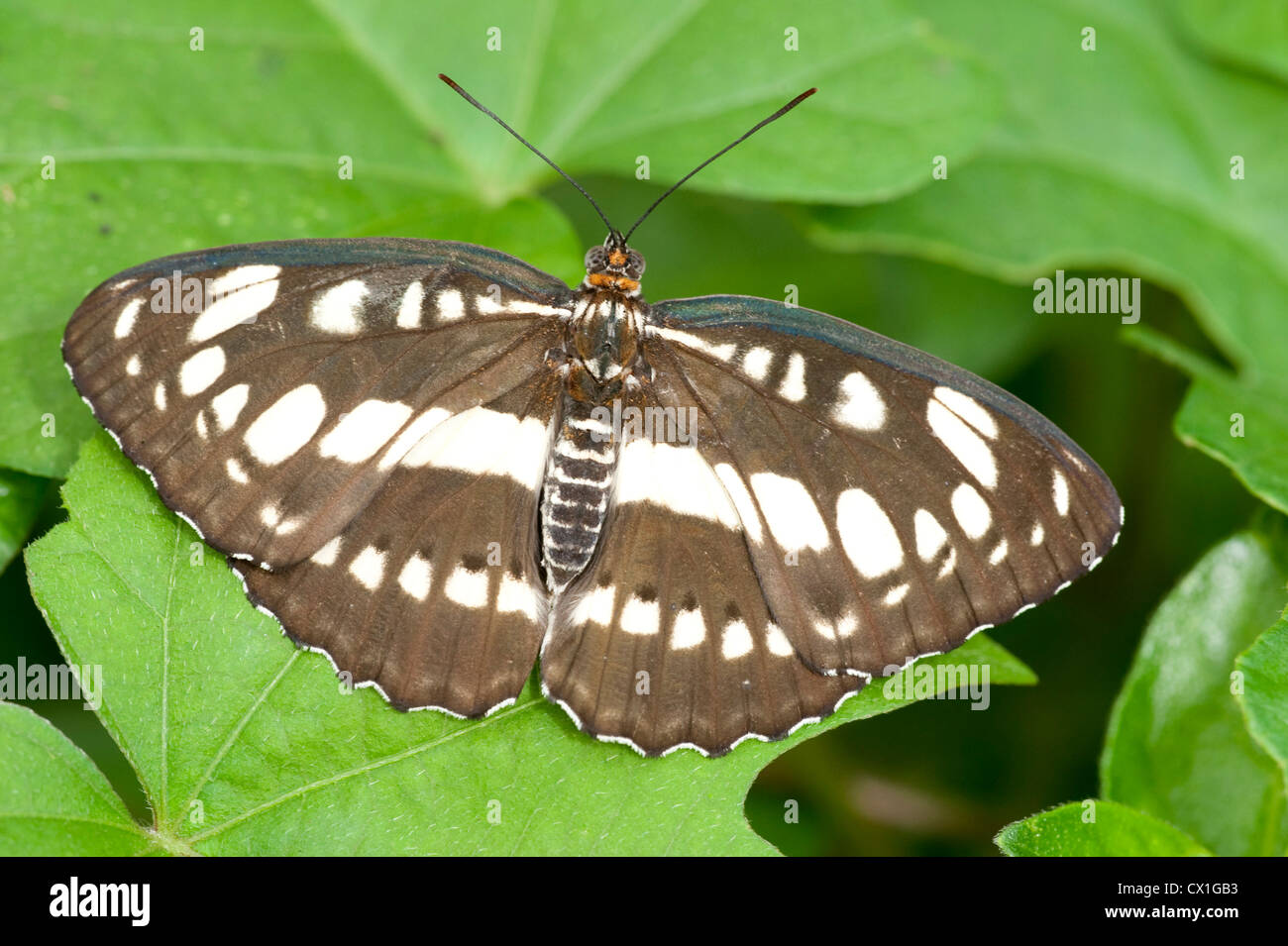 Sailor Butterfly Neptis hilas Asia meridional estampadas en blanco y negro alas abiertas Foto de stock