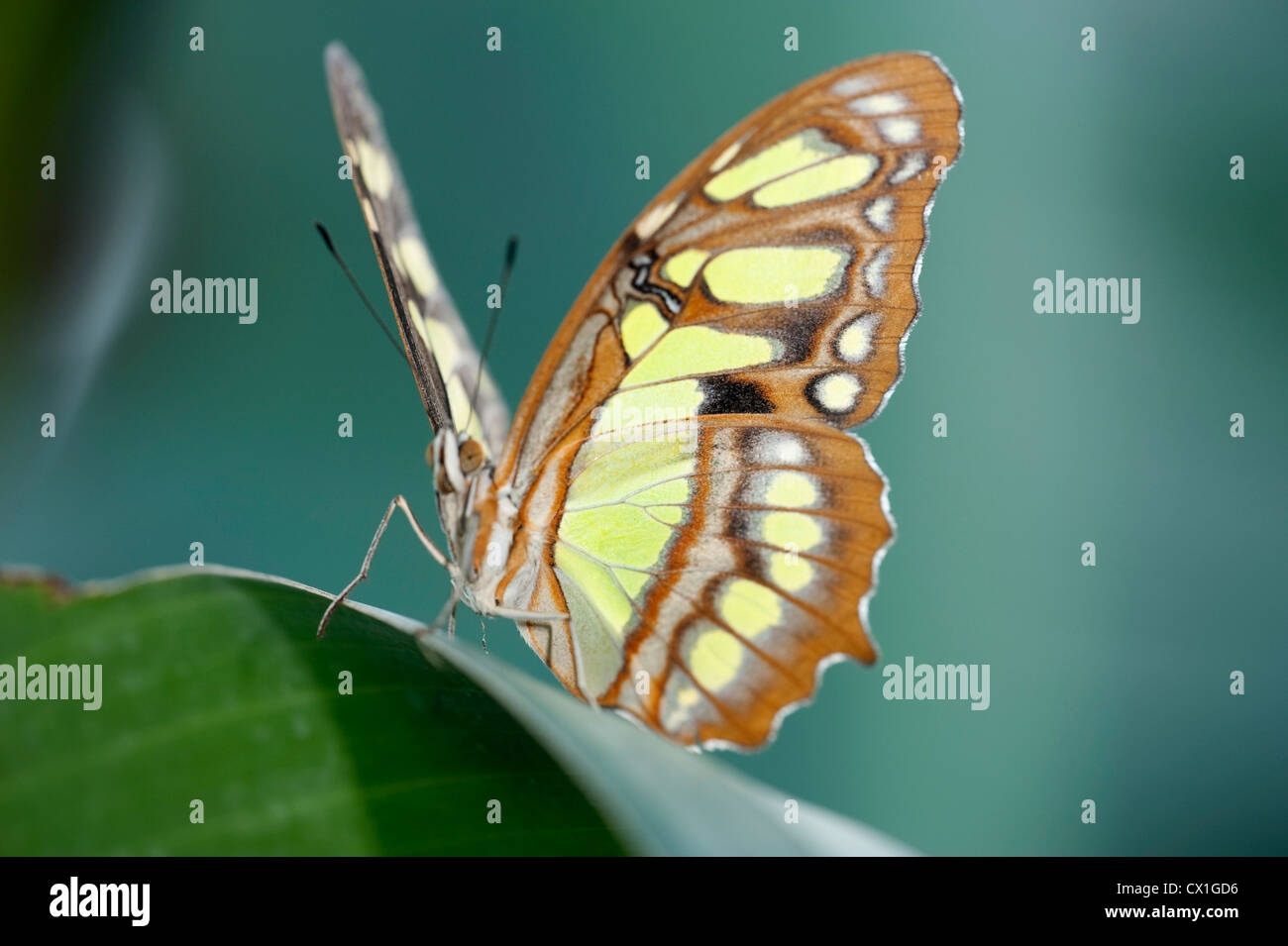 Mariposa de Malaquita Siproeta stelenes Sudamérica alas abiertas de color marrón y verde Foto de stock