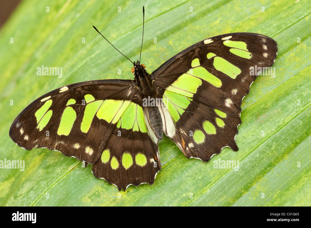 Mariposa de Malaquita Siproeta stelenes Sudamérica alas abiertas de color marrón y verde Foto de stock