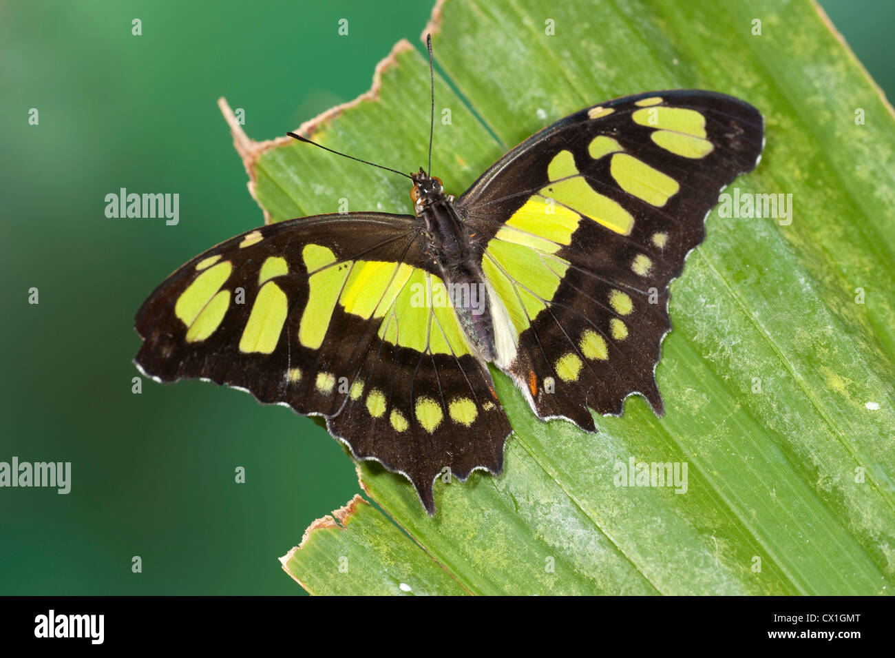 Mariposa de Malaquita Siproeta stelenes Sudamérica alas abiertas de color marrón y verde Foto de stock