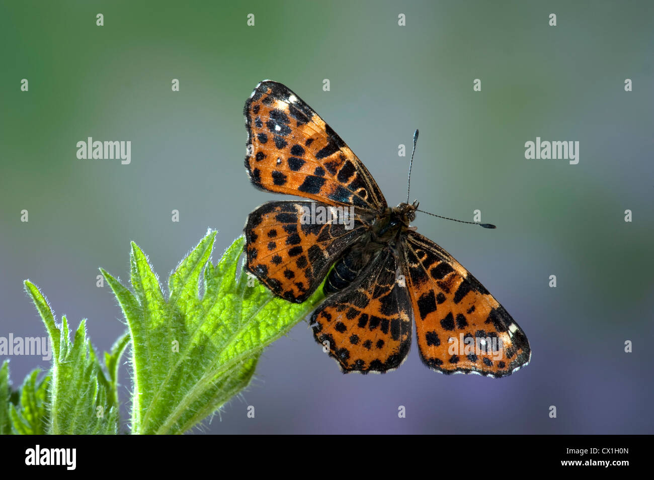 Mapa Butterfly Araschnia levana especie europea Foto de stock