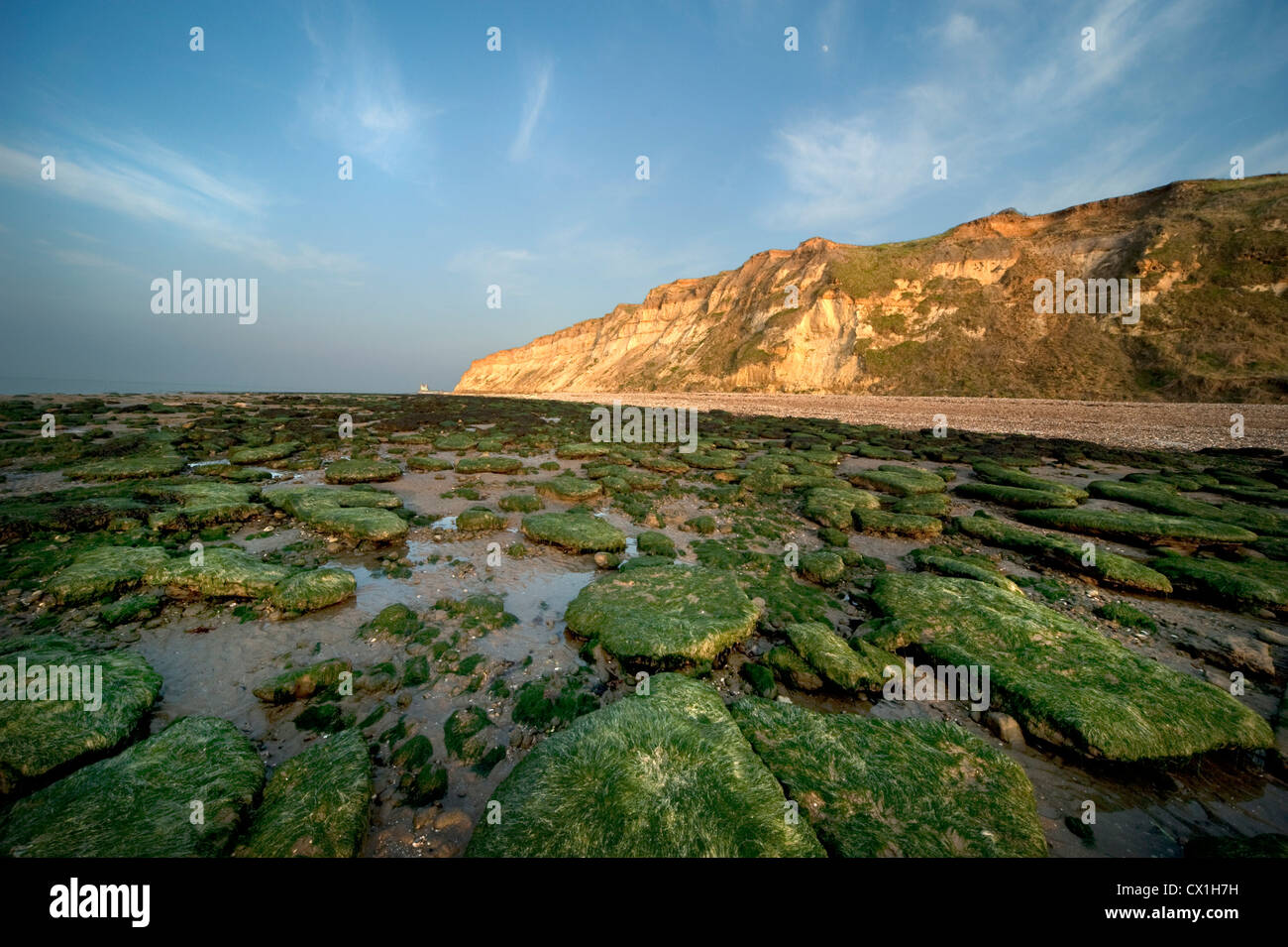 La costa sur este de Kent, Reino Unido costa de marea marea fuera mostrando algas verdes sobre rocas rocas calcáreas Pebble Beach Reculver Towers Foto de stock