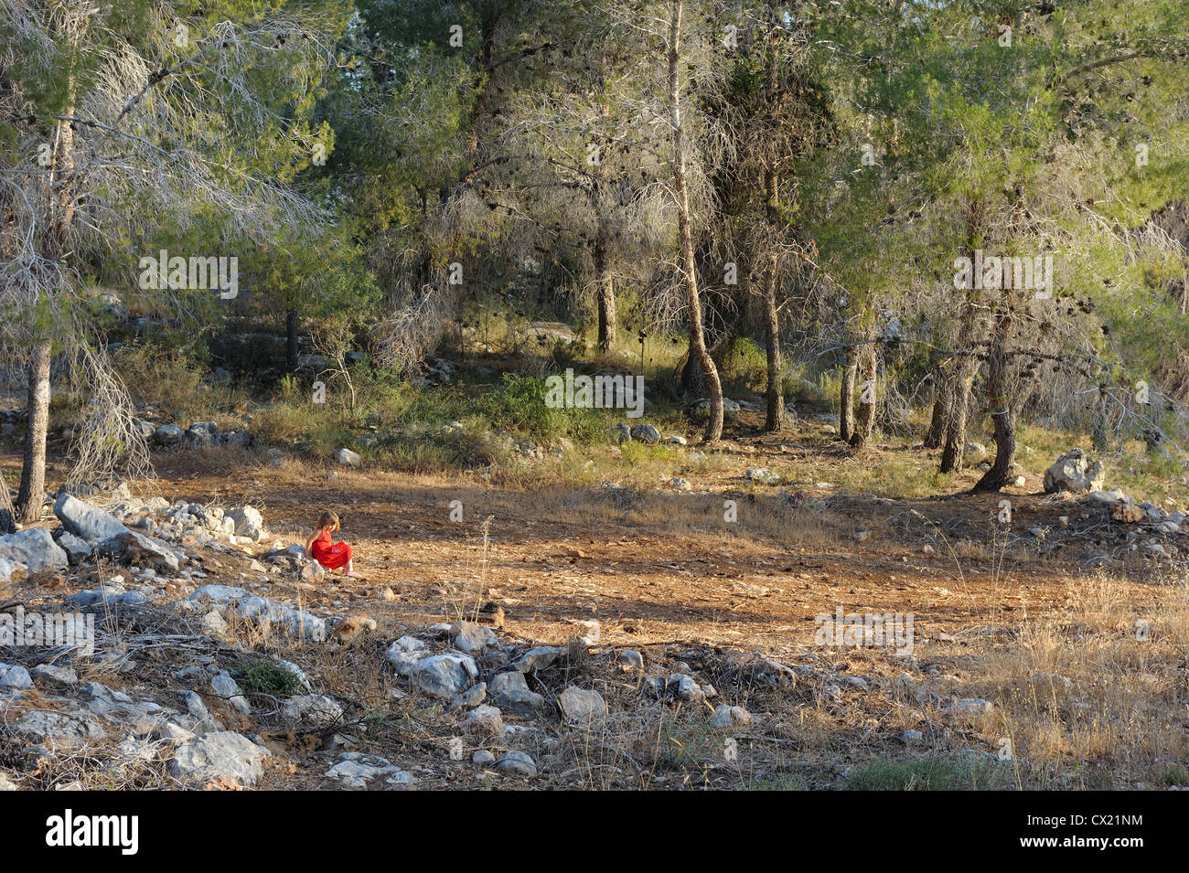 Un paseo por el bosque en las montañas de Israel, cerca de Jerusalén Foto de stock
