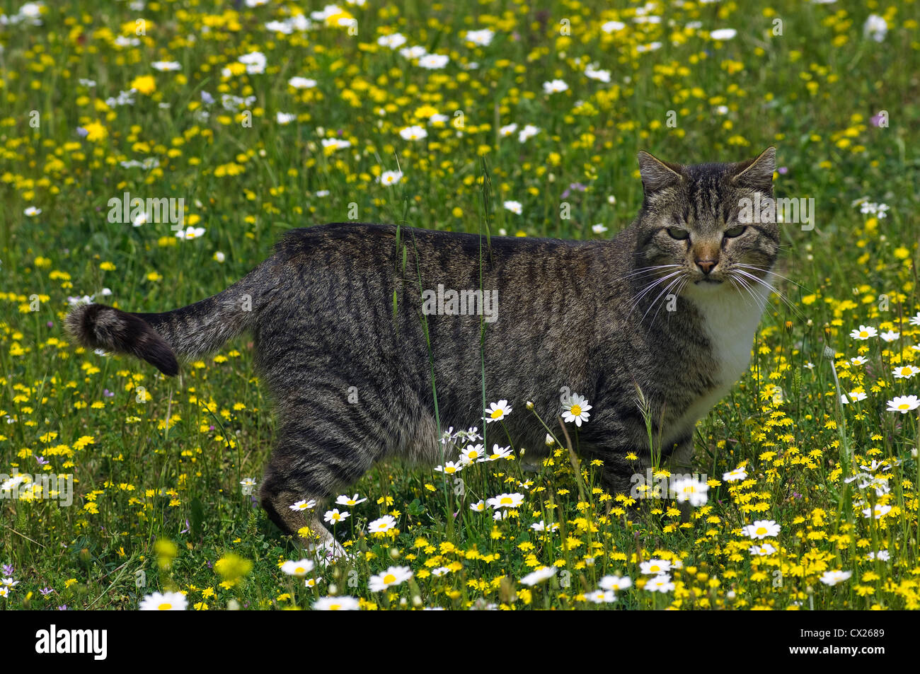 Gato atigrado de pie en floración pradera mirando a la cámara Foto de stock
