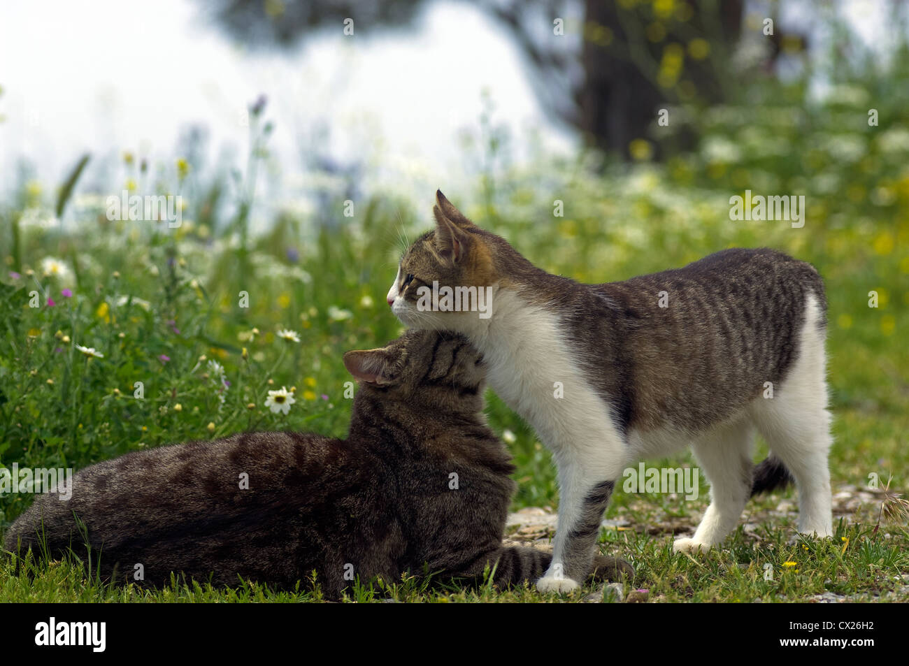 Dos gatos caricias en un prado de flores Foto de stock