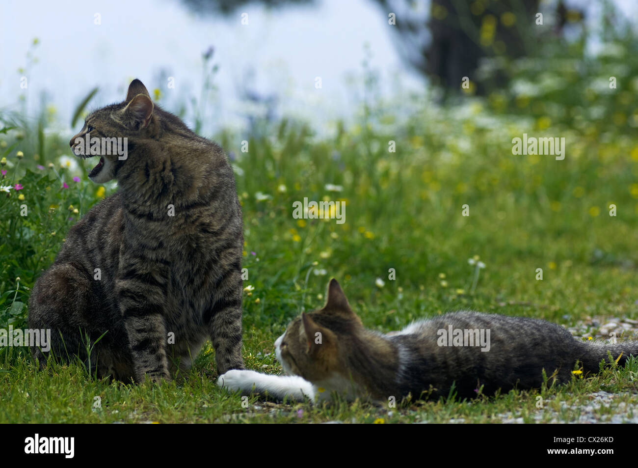 Dos gatos en un prado de flores Foto de stock